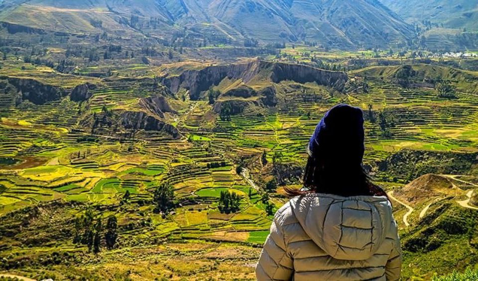 Arequipa: City and Country Tour - Incalpaca Outlet and the Mini-Zoo Camelid Lesson