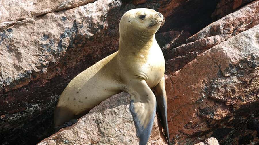 Ballestas Islands & Paracas National Reserve from Paracas - Key things to know before you go