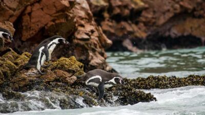 Ballestas Islands & Paracas National Reserve from Paracas - El Chaco Boulevard: one hour of normal life by the sea