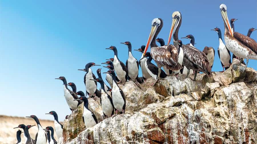 Ballestas Islands & Paracas National Reserve from Paracas - Logistics that affect your comfort: wind, sun, and timing