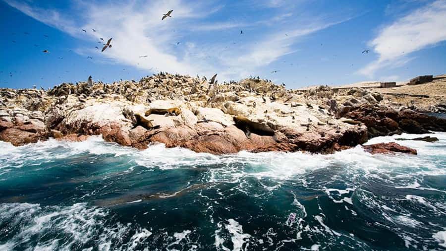 Ballestas Islands & Paracas National Reserve from Paracas - Small service details that actually matter