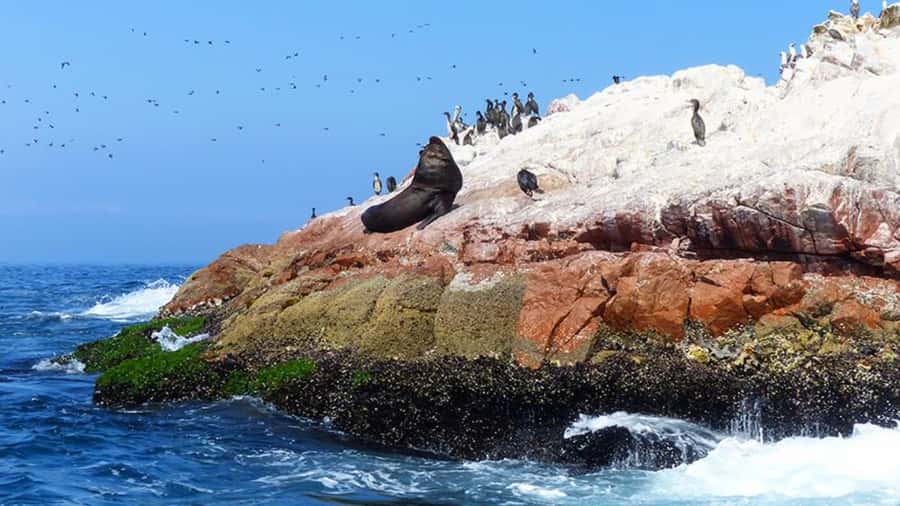 Ballestas Islands & Paracas National Reserve from Paracas - Should you book this Paracas day trip?