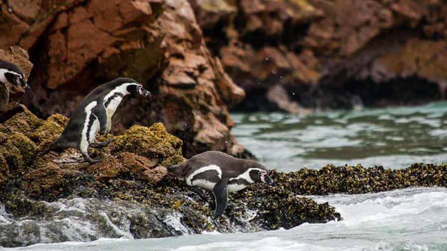 Ballestas Islands & Paracas National Reserve from Paracas - El Chaco Boulevard: one hour of normal life by the sea