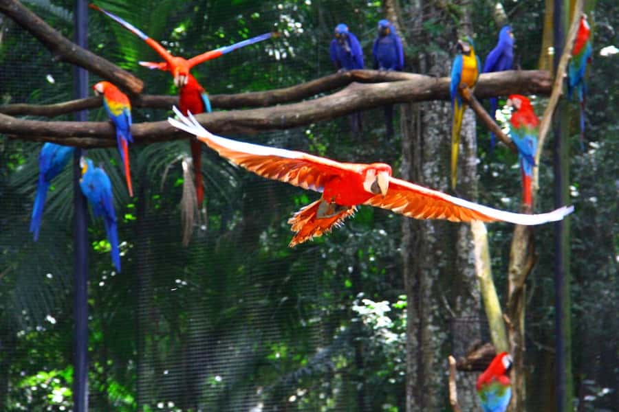 Brazilian Falls, Bird Park and Itaipu Dam - Parque das Aves Bird Park: large aviaries and real close-up time