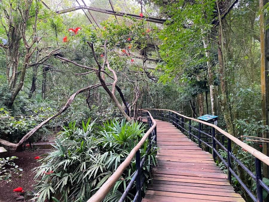 Brazilian Falls, Bird Park and Itaipu Dam - Iguassu National Park (Brazil side): trail time plus Devil’s Throat