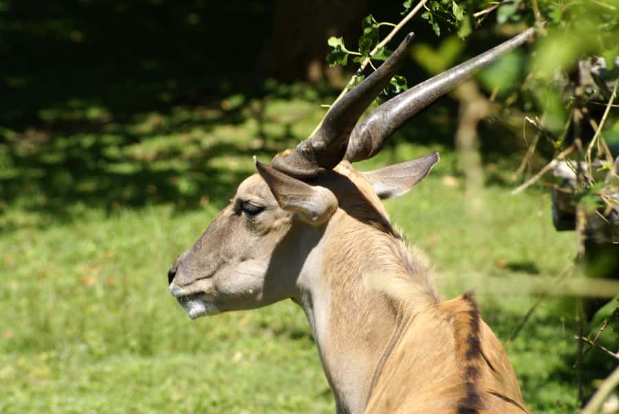 Buenos Aires: Bioparque Temaiken with Transfers - Key Points Before You Go