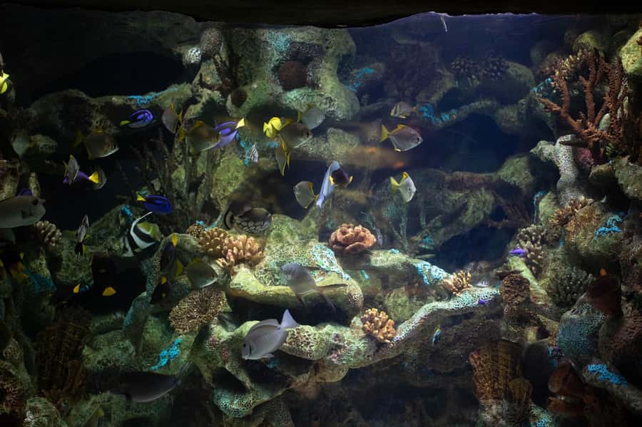 Buenos Aires: Bioparque Temaiken with Transfers - Who This Tour Fits Best