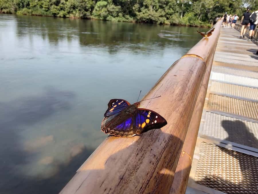 Buenos Aires: Iguazu Falls Private Tour with Flights - Key things that make this tour work