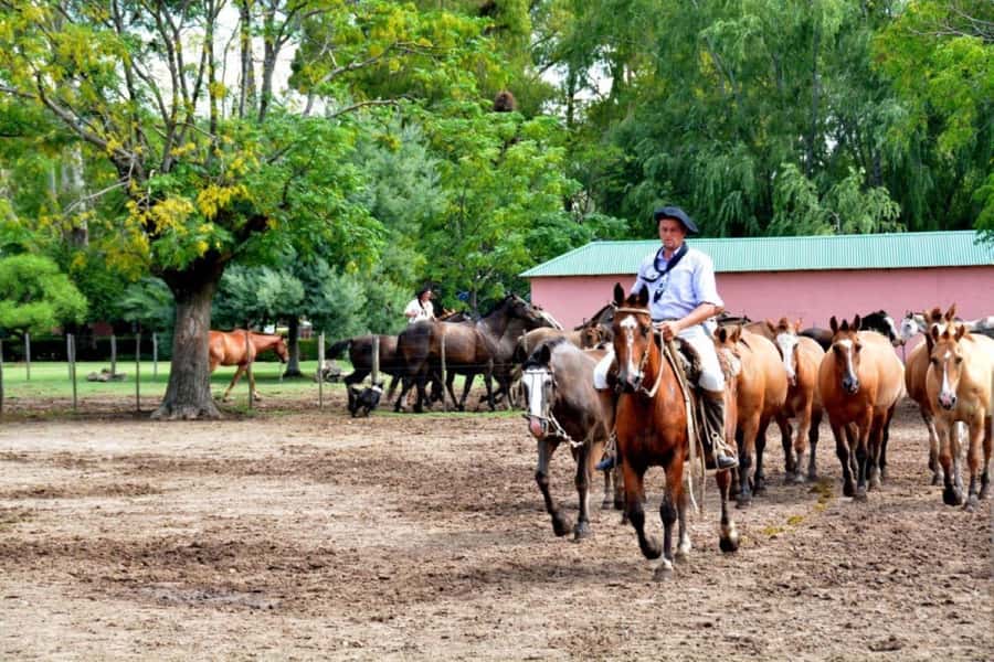 Buenos Aires: Santa Susana Ranch Day Tour, BBQ & Shows - Welcome at the Pulpería: empanadas, wine, and an early taste of the day