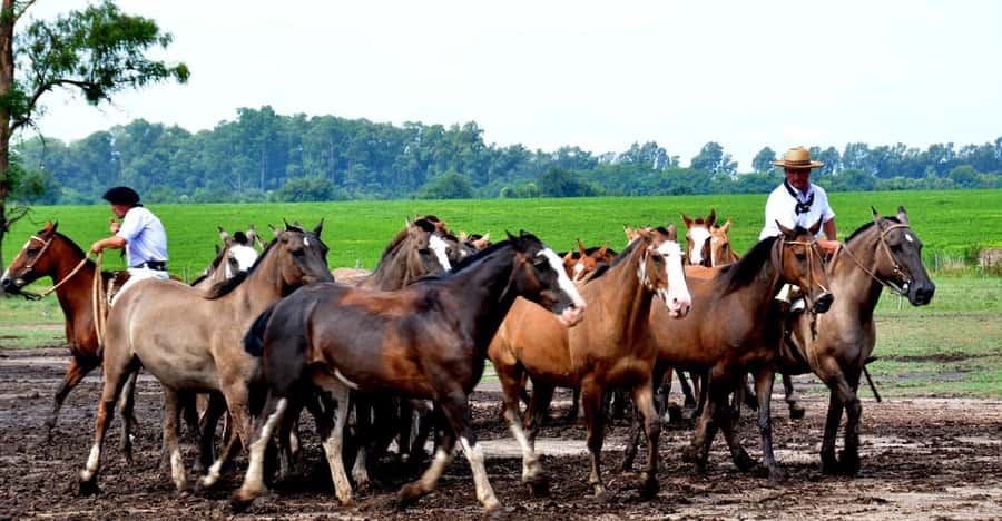 Buenos Aires: Santa Susana Ranch Day Tour, BBQ & Shows - Antique carriages and sulkies: the countryside ride that changes the feel