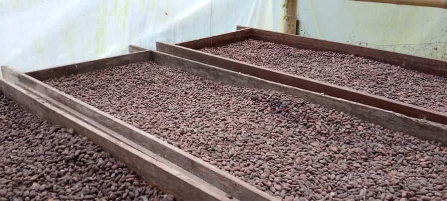Cacao and Coffee Tour - Quick take: What makes this tour worth your time