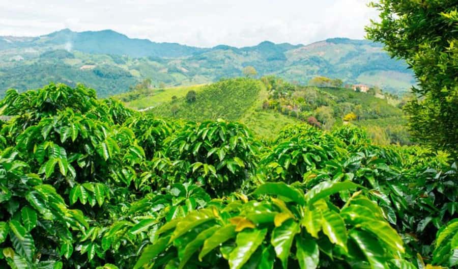 Cacao and Coffee Tour - From the Church in Minca to Santa Marta Views