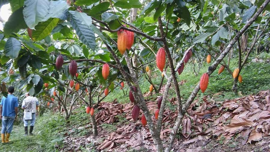 Cacao and Coffee Tour - The Cacao Exfoliant Experience: A Skin Moment Worth Trying