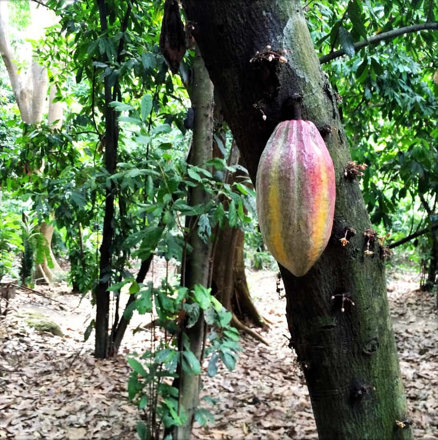 Cacao Experience Tour - The jungle lesson: birds, songs, nests, and small nature moments