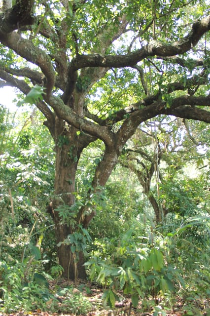 Cacao Experience Tour - FAQ