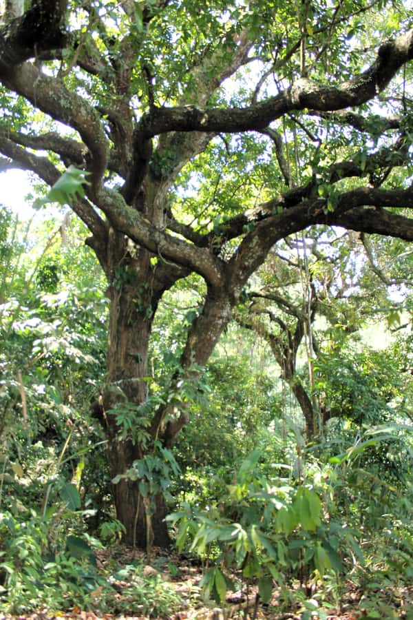 Cacao Experience Tour - Cacao from fruit to chocolate: what you’ll actually learn