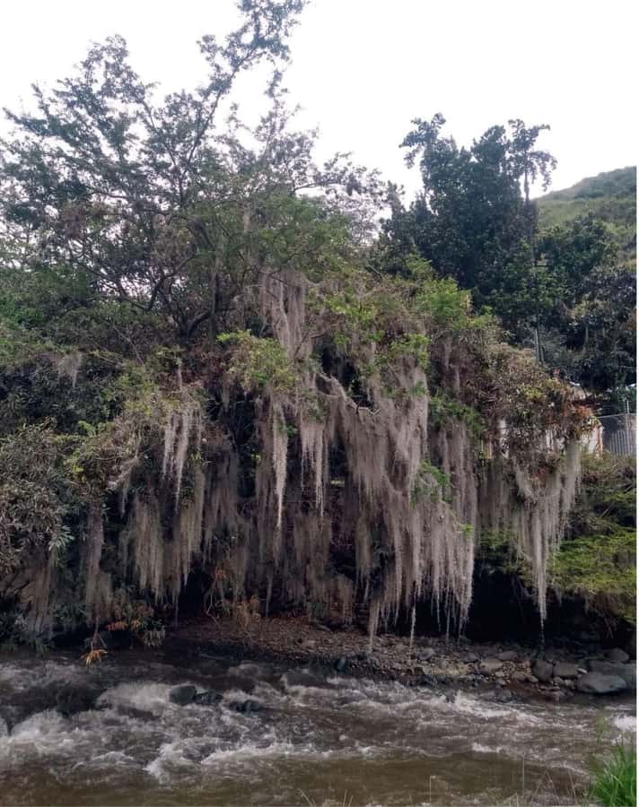 Cali: Cali River Waterfall and Great River Pools Tour - Jardín Botánico de Cali: where the walk gains variety