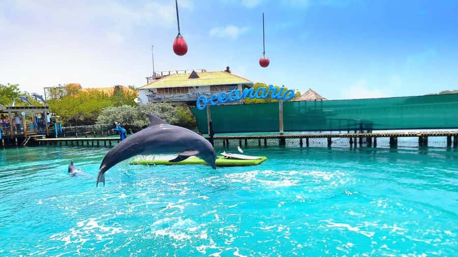 CARTAGENA: 4 islands by sport boat +oceanarium tickets - A 7-hour Rosario Islands route that mixes sea, animals, and party islands