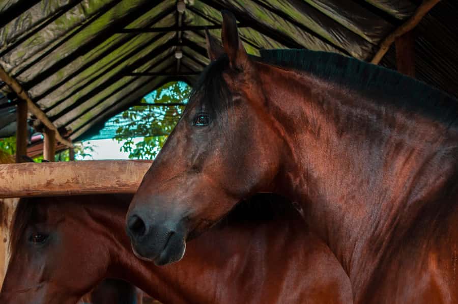 Cartagena: Beach Horse Ride and Colombian Equestrian Culture - FAQ