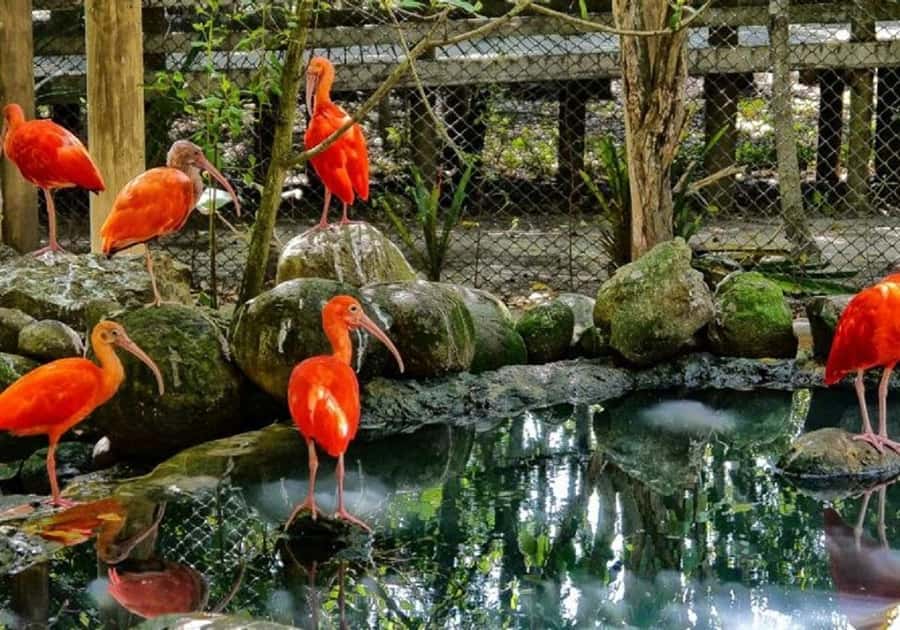 Cartagena: Entrance to the AVIARY with TRANSFER INCLUDED - Barú Island and Playa Blanca: Real Beach Time, Not Just a Stop