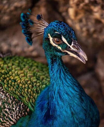 Cartagena: Entrance to the AVIARY with TRANSFER INCLUDED - How the Aviary Visit Plays Out: Guided Part + Walk Time