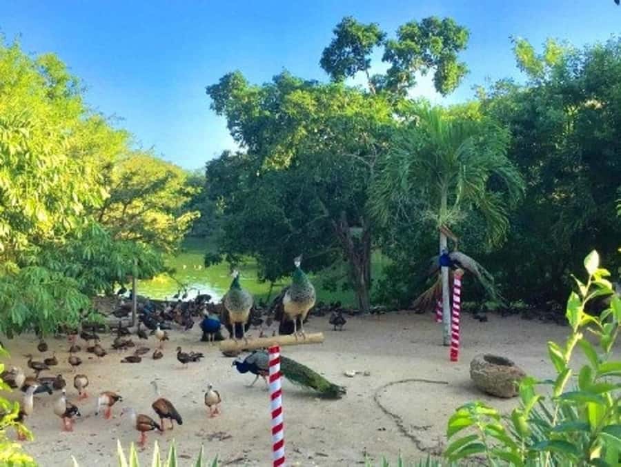 Cartagena: Entrance to the AVIARY with TRANSFER INCLUDED - Optional Lunch at Playa Blanca: Cheap Comfort, Easy Choice