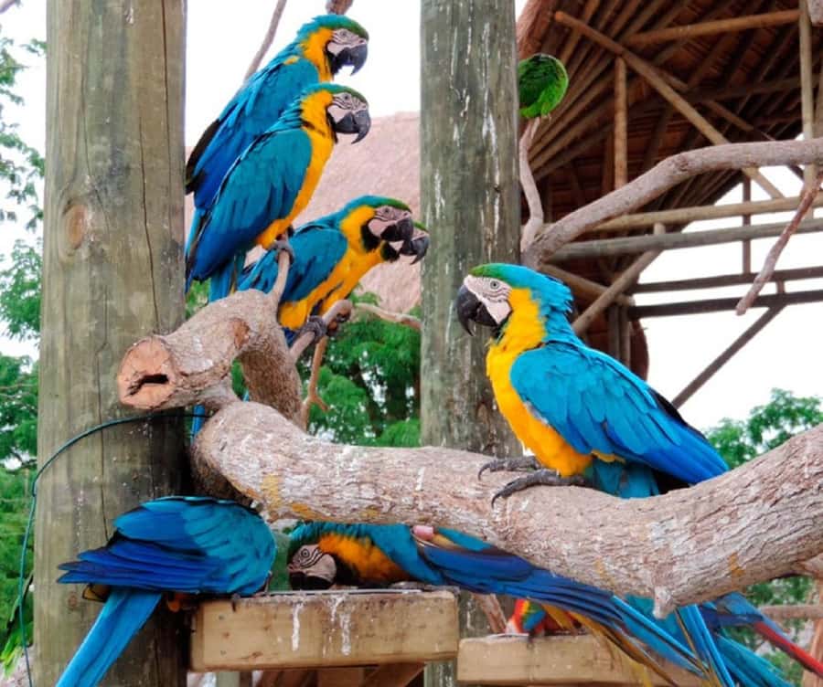 Cartagena: Entrance to the AVIARY with TRANSFER INCLUDED - Should You Book This Cartagena Aviary + Playa Blanca Tour?