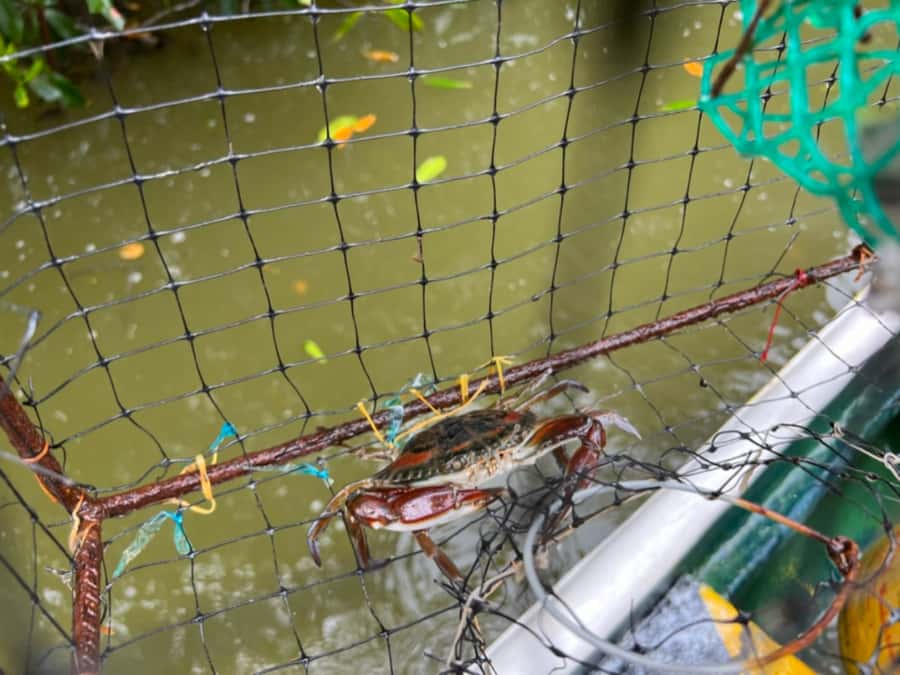 Cartagena Fishing, Crabbing, Birdwatching Experience + Lunch - Key things that make this tour worth your time