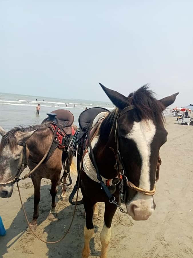 Cartagena: Horse Riding on the Beach with Photos and Lunch - How the 30 to 60 minutes on horseback actually feels