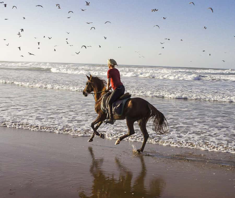 Cartagena: Horseback Riding on the Beach at Sunset - The 1.5-hour beach ride: what sunset riding on calm horses is really like