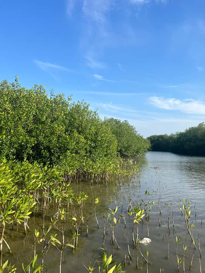 Cartagena: Mangrove Eco Tour & Fishing with Transportation - The viewpoint stop: a quick reset and a better sense of space