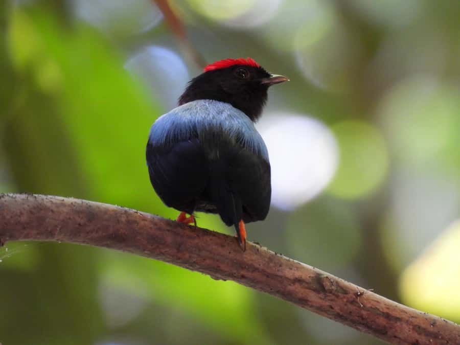 Cartagena: Private Bird-Watching Tour with Breakfast - Key highlights worth getting excited about
