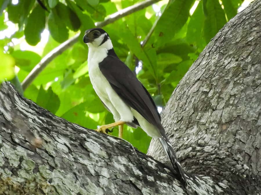 Cartagena: Private Bird-Watching Tour with Breakfast - What to Wear and Bring (So the Morning Doesn’t Hurt)