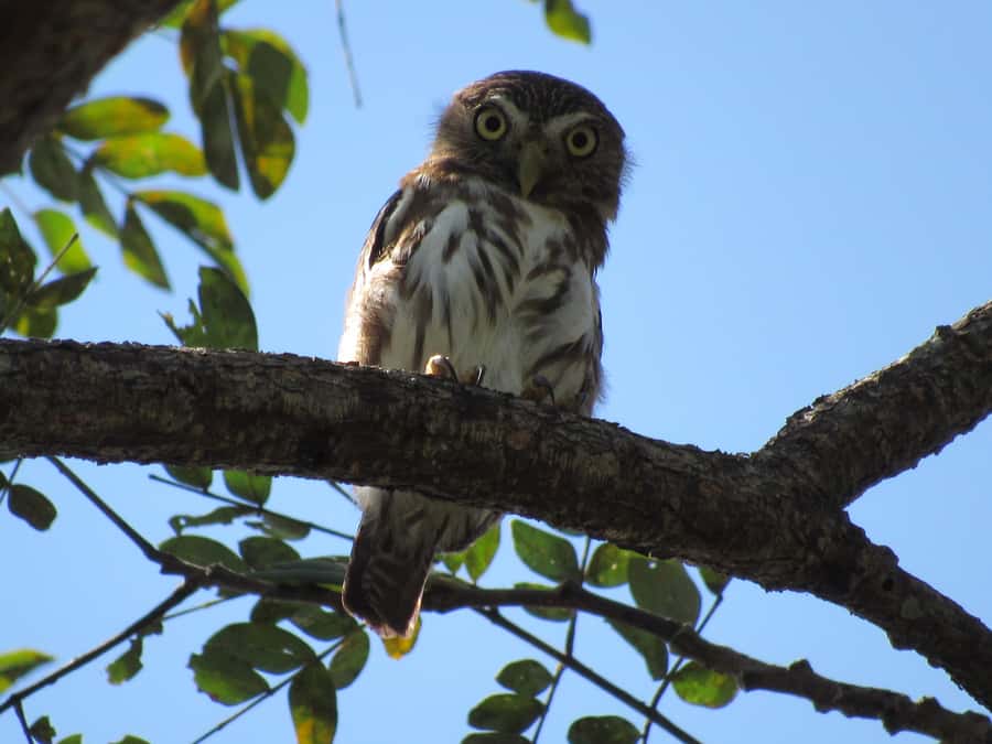 Cartagena: Private Bird-Watching Tour with Breakfast - Early Pickup, Cooler Air, and Why It Matters for Birds