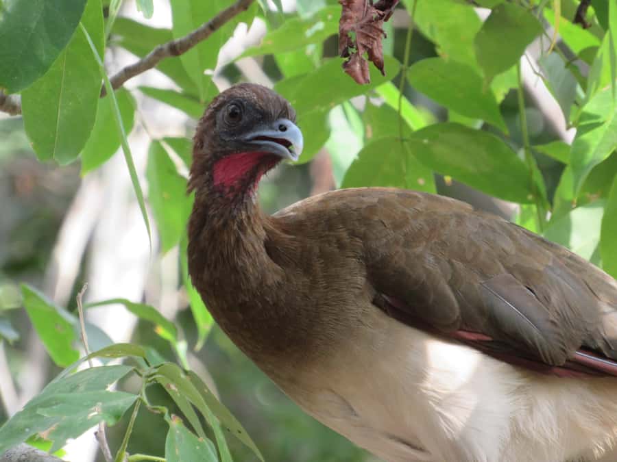 Cartagena: Private Bird-Watching Tour with Breakfast - Forest Walks and Habitat Changes: What You’re Actually Looking For