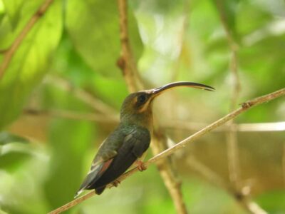 Cartagena: Private Bird-Watching Tour with Breakfast - The Reserve Ride: Getting Outside the City Without Losing Your Morning