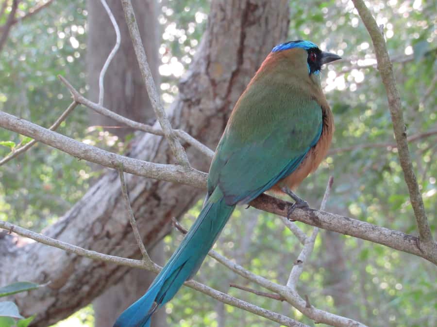 Cartagena: Private Bird-Watching Tour with Breakfast - Breakfast at the Reserve: Why This Stop Feels Like a Real Morning