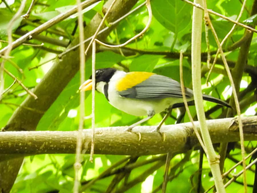 Cartagena: Private Bird-Watching Tour with Breakfast - Your Guide’s Role: Learning to Spot Birds Instead of Just Seeing Them