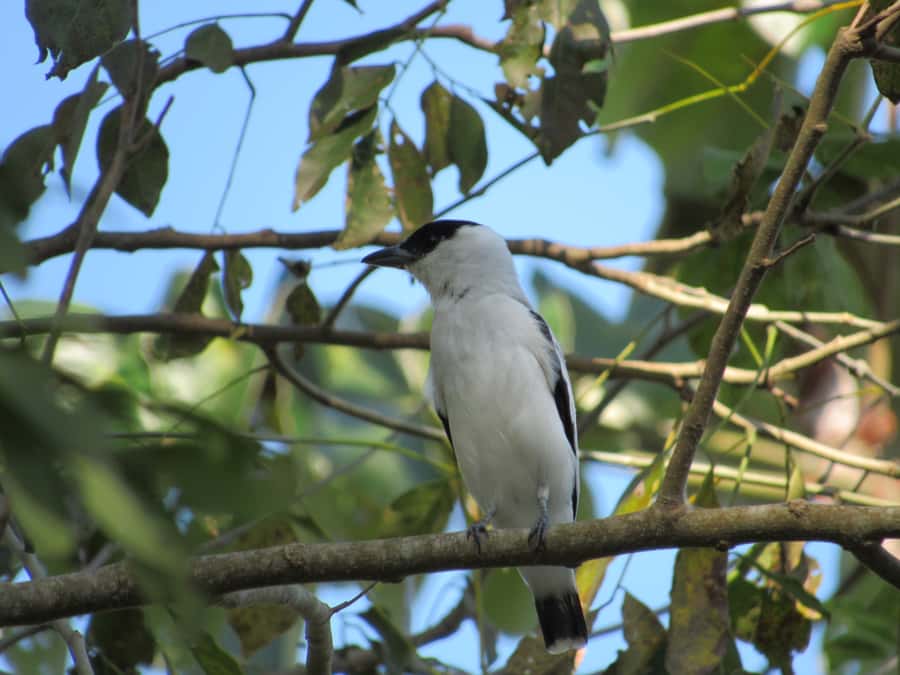 Cartagena: Private Bird-Watching Tour with Breakfast - Photos and Bird Records: A Keepsake You’ll Actually Use