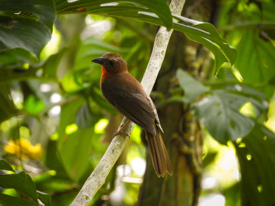 Cartagena: Private Bird-Watching Tour with Breakfast - Price and Value for $338 per Group (Up to 2 People)