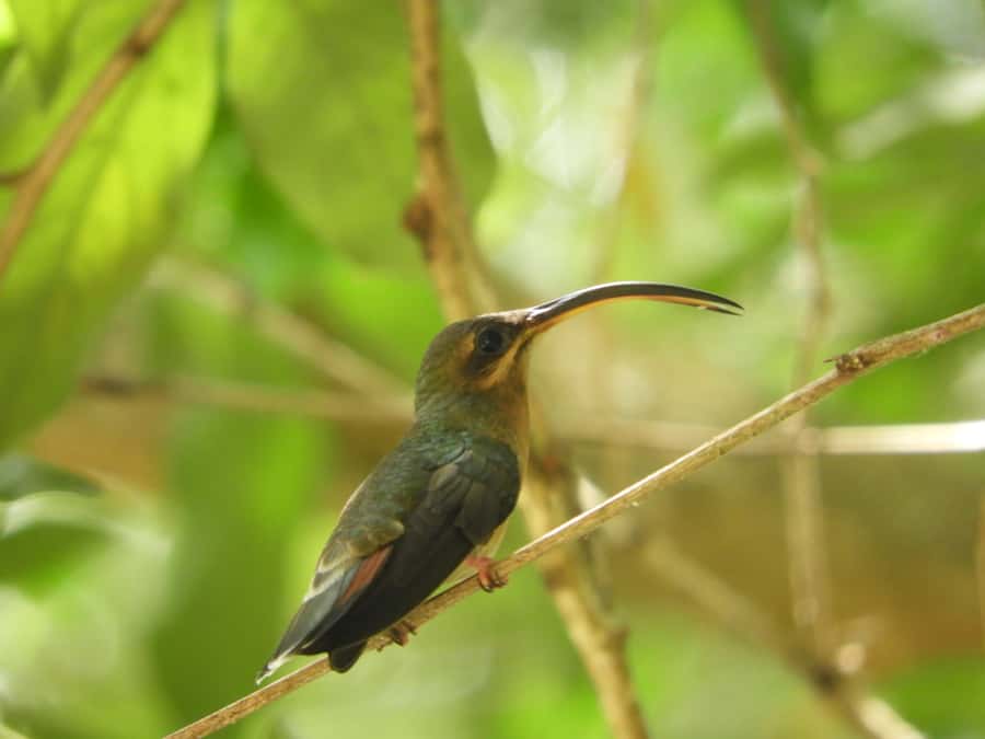 Cartagena: Private Bird-Watching Tour with Breakfast - The Reserve Ride: Getting Outside the City Without Losing Your Morning