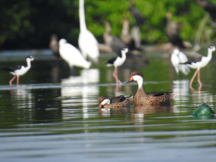 Cartagena: Private Sail in the mangrove GUIDE in ENGLISH - The canoe ride through 3 mangrove tunnels (and why it matters)