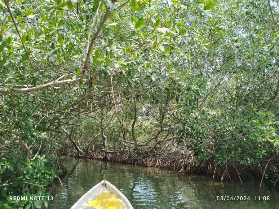 Cartagena: Private Sail in the mangrove GUIDE in ENGLISH - What the English guide actually adds beyond pointing