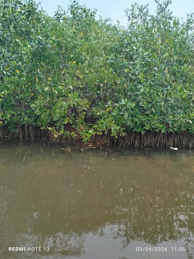 Cartagena: Private Sail in the mangrove GUIDE in ENGLISH - Quick planning tips so the ride stays smooth
