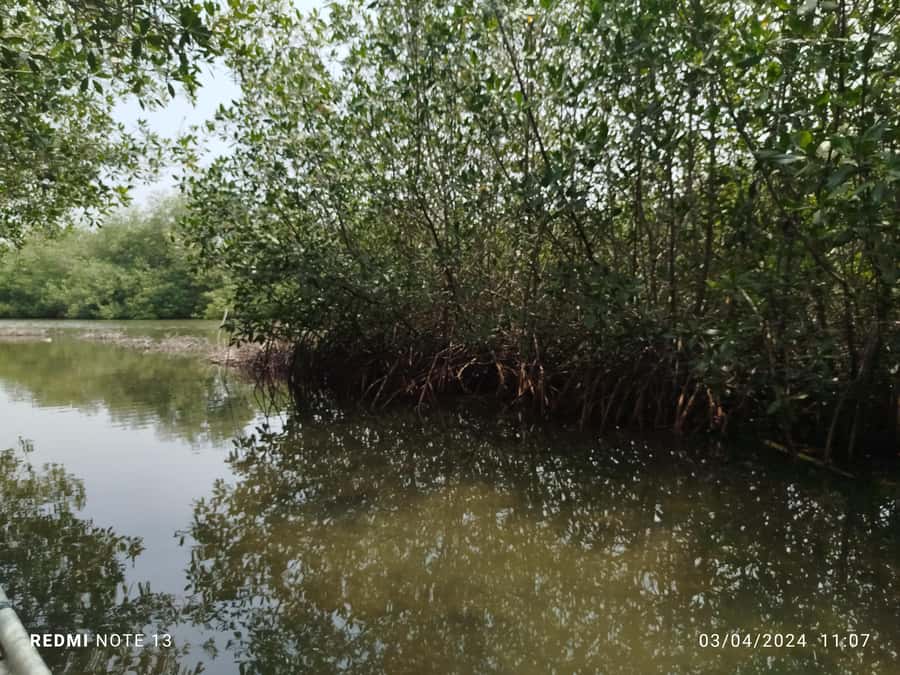 Cartagena: Private Sail in the mangrove GUIDE in ENGLISH - Wildlife checklist: pelicans, flamingos, crabs, and bird watching