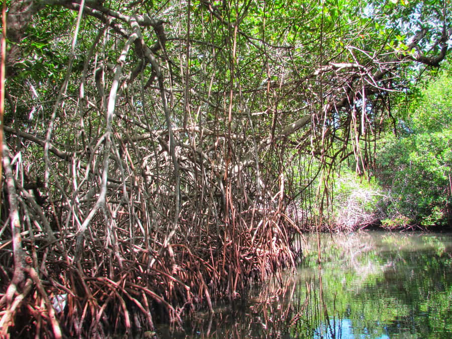 Cartagena: Rosario Island and Mangroves Private Day Trip - Walking tour in Barú and handcraft stops: souvenirs with a story
