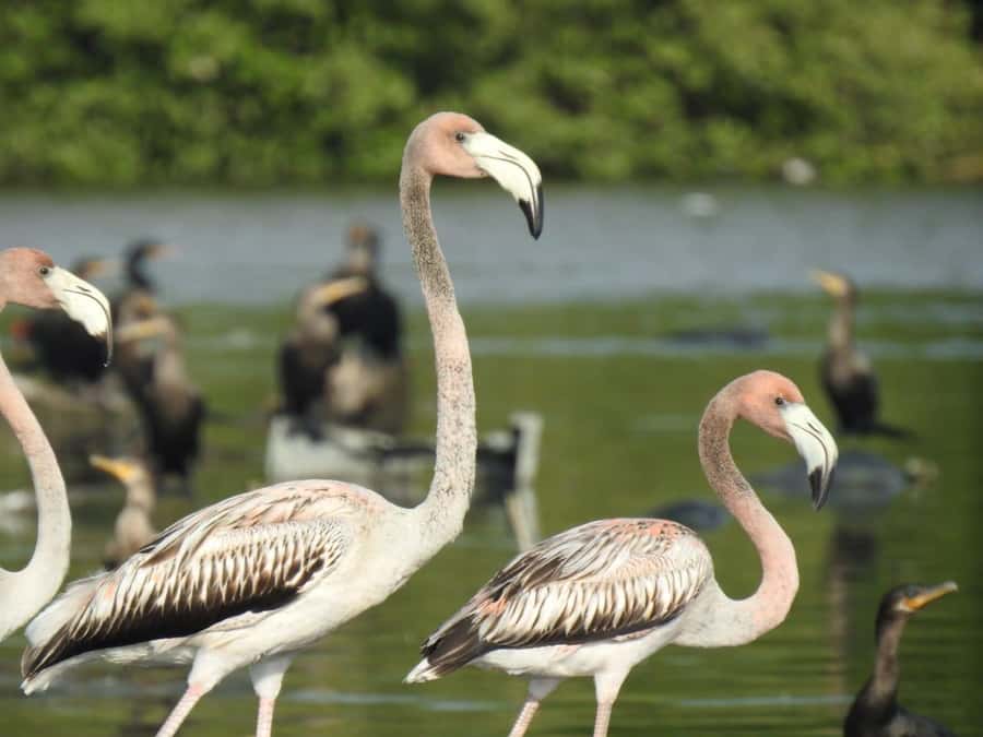 Cartagena: Sail in the mangroves of Cartagena - Why the Pantano de la Virgen feels a world away