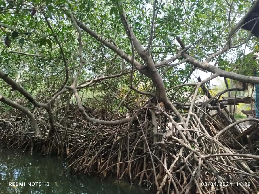 Cartagena: Sail in the mangroves of Cartagena - Time on the water: comfort and what to bring