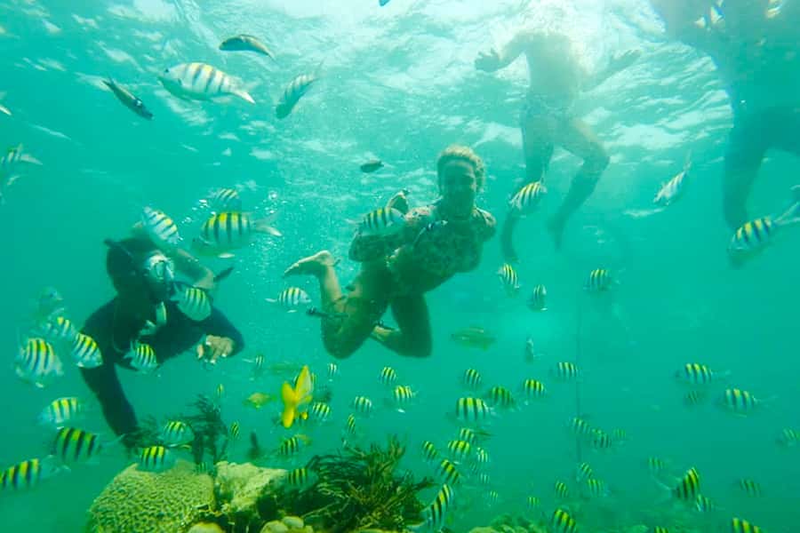 Cartagena: Snorkel, Mangroves and Playa Blanca Tour - The mangroves: birds, iguanas, raccoons, and bat cave moments