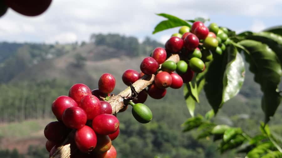 Coffee Tour at Finca El Ocaso Salento: Traditional Spanish Farm - Inside the mill: hopper, pulper, and drying methods that change everything